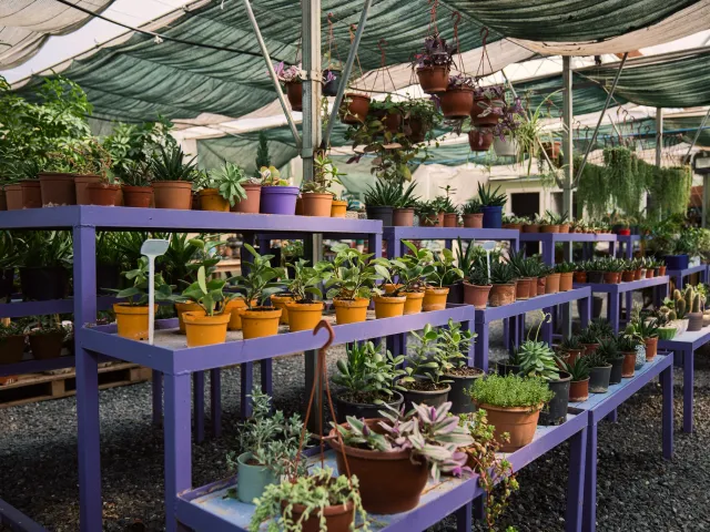A nursery with rows of potted plants