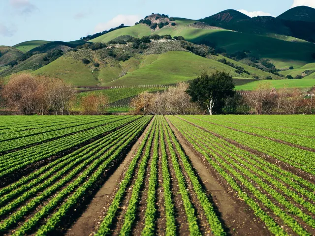 Rows of crops and mountains in the background